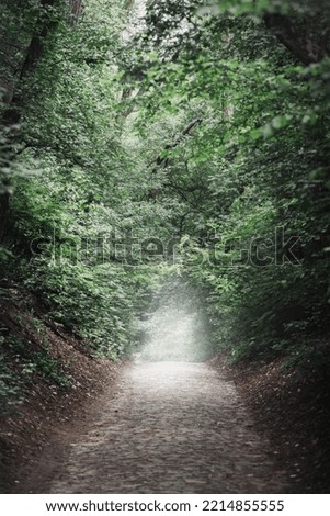 A narrow stone pedestrian path in a dense foggy alley. Halloween concept