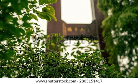 Narrow stone step pathway winds upward through vibrant green ferns and lush bushes into dense fog at Qingtiangang Grassland in Yangmingshan National Park, Taiwan.