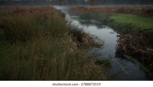 A narrow stream flows through a field of tall grasses and damp marshland as light mist rises above the calm water in a secluded natural setting during the early morning.