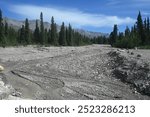 Narrow stream winds its way through bide rocky alluvial river bed in Denali Park. Bordered by deep green evergreens trees. Blue skies with high white clouds