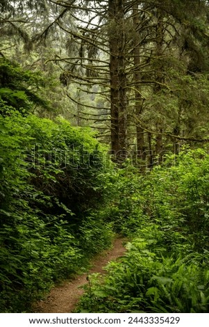 Narrow Trail Disappears Into Thick Forest Floor in Redwood National Park