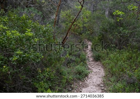 A narrow trail meanders through a vibrant forest, surrounded by trees and thick underbrush. Nature trail in the forest.