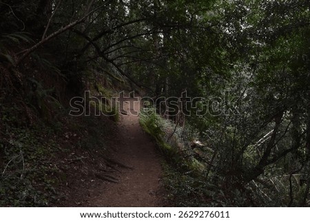 A narrow trail at Muir Woods National Monument