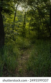 Narrow, trampled path through a dense, green forest with tall grass and trees, dappled sunlight creating shadows, evoking a mysterious and serene summer atmosphere.