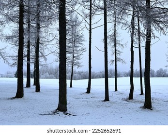 Narrow tree trunks in the middle of snow field with treeline on the background - Shutterstock ID 2252652691