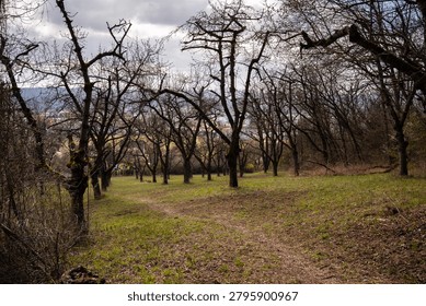 Narrow walking path through bare orchard trees on a green hillside in early spring, with cloudy sky and quiet countryside scenery.