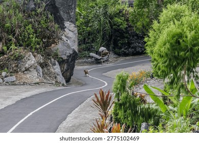 A narrow winding path cutting through rocky terrain and dense tropical plants, inviting exploration and adventure.