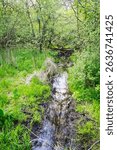 A narrow, winding stream flows through a vibrant green forest in Waukesha County, Wisconsin, in May.
