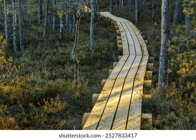 A narrow wooden boardwalk winds through a dense forest, lit by the warm glow of the setting sun. Surrounded by trees and mossy ground, the path invites exploration and adventure in nature. - Powered by Shutterstock