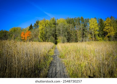 A narrow wooden pathway leads through tall reeds toward a colorful autumn forest, under a vibrant blue sky and golden light. - Powered by Shutterstock