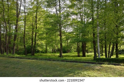 Narrow-gauge Railway In A Deciduous Forest (public Park). Idyllic Summer Landscape. Ventspils, Latvia. National Landmarks, Retro Transport, History, Past, Historical Reenactment, Recreation Concepts