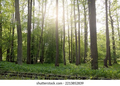 Narrow-gauge Railway In A Deciduous Forest (public Park). Idyllic Summer Landscape. Ventspils, Latvia. National Landmarks, Retro Transport, History, Past, Historical Reenactment, Recreation Concepts