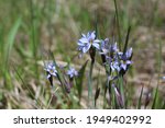 Narrow-leaf blue-eyed-grass at Miami Woods restored tallgrass prairie in Morton Grove, Illinois on a sunny day