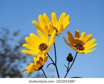 Narrowleaf sunflowers bloomed under a blue sky. Eastern Neck National Wildlife Refuge, Kent Couinty, Rock Hall, Maryland.