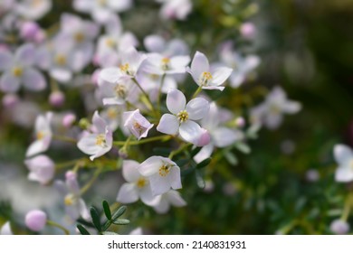 Narrow-leaved boronia Pink Star flowers - Latin name - Boronia anemonifolia Pink Star