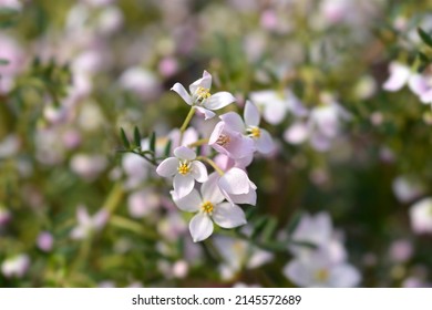 Narrow-leaved boronia Pink Star flowers - Latin name - Boronia anemonifolia Pink Star