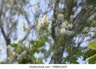 Narrow-leaved Paperbark Tea Tree Blossoms. Myrtaceae Evergreen Tree.