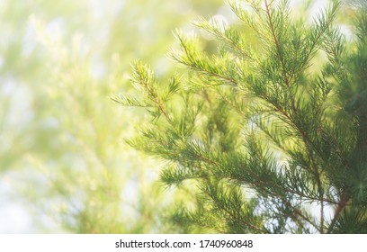 Narrow-leaved Paperbark Tea Tree (Melaleuca Alternifolia)