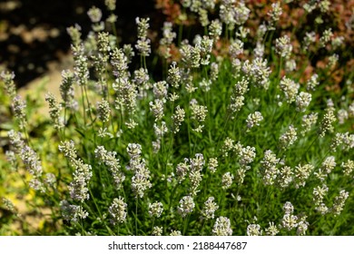 Narrow-leaved white lavender, Edelweiss Lavandula or angustifolia White
