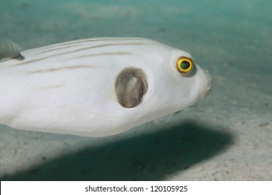 narrow-lined puffer