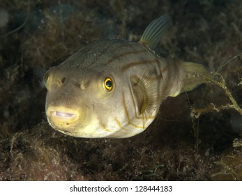 Narrow-lined puffer