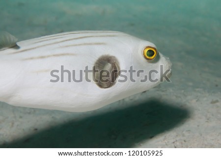 narrow-lined puffer