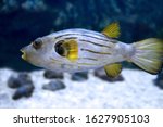 Narrow-lined puffer (Arothron manilensis) in sea water