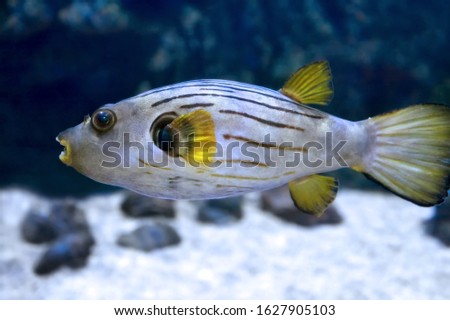 Narrow-lined puffer (Arothron manilensis) in sea water