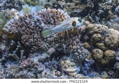 A Narrow-lined puffer fish above sea corals.