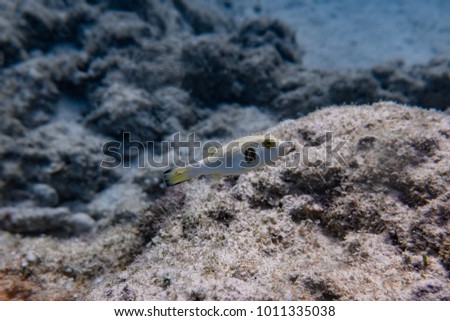 Narrow-lined puffer fish near a dead coral rock