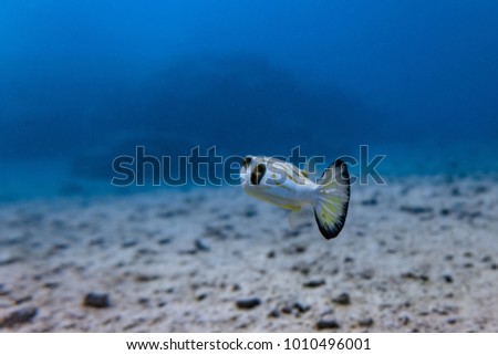 Narrow-lined puffer fish in a shallow coral reef