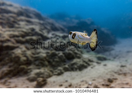 Narrow-lined puffer fish in a shallow water. A puffer fish is generally friendly but swims away when human is very close to contact.