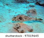 Narrow-lined puffer - Komodo, Indonesia