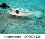 Narrow-lined Puffer, Narrow-lined Pufferfish, Narrowlined Toadfish, Striped Puffer