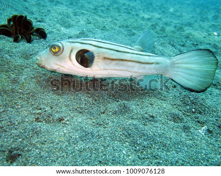 Narrow-lined Puffer, Narrow-lined Pufferfish, Narrowlined Toadfish, Striped Puffer