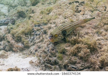 Narrow-lined pufferfish (Arothron manilensis) Moalboal, Philippines