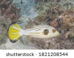 Narrow-lined pufferfish or Striped puffer (Arothron manilensis) Moalboal, Philippines