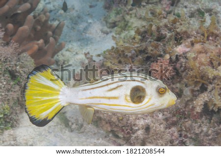 Narrow-lined pufferfish or Striped puffer (Arothron manilensis) Moalboal, Philippines