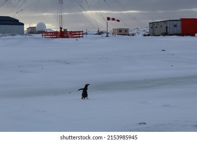 Naruto Run From My Friend In Bellingshausen Base In Antarctica