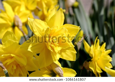 Narzisse Golden Ducat (Narcissus, Amarylli daeceae), flowers in spring [[stock_photo]] © 