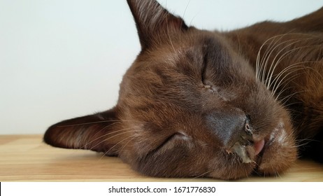 Nasal Discharge Old Brown Cat Flair Stock Photo (Edit Now) 1671776830