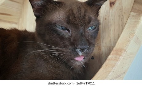 Nasal Discharge Old Brown Cat Flair Stock Photo 1684919011 | Shutterstock