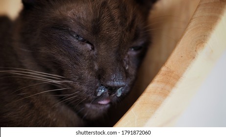 465 Cat With Nose And Eye Infection Images Stock Photos Vectors   Nasal Discharge Old Brown Catfeline 260nw 1791872060 