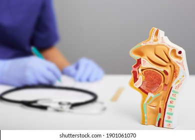 Nasal and oral cavity anatomical model for medical study on doctors table. ENT doctor during consultation over background