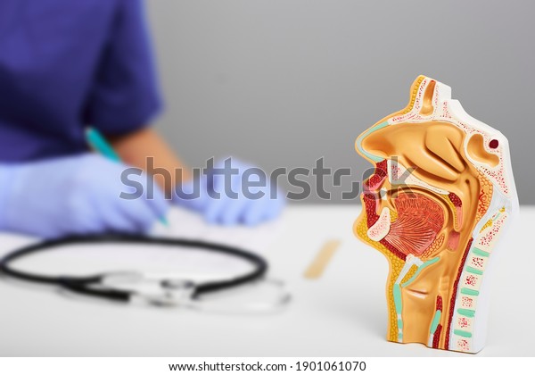 Nasal and oral cavity anatomical model for\
medical study on doctors table. ENT doctor during consultation over\
background