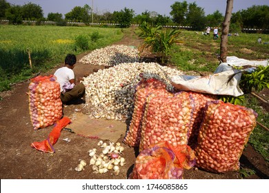 NASHIK, MAHARASHTRA, INDIA 13 MAY 2020 : Unidentified Indian Farmer Working In An Organic Onion Field During The  Lockdown Of Coronavirus Pandemic At Morning, An Indian Farming Scene.