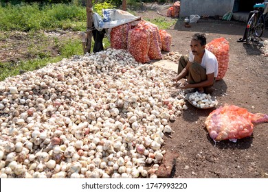 NASHIK, MAHARASHTRA, INDIA 13 MAY 2020 : Unidentified Indian Farmer Cover Face And Working In An Organic Onion Field During The  Lockdown Of Coronavirus Pandemic, An Indian Farming Scene.