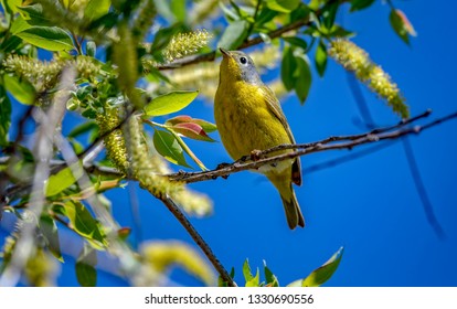 Nashville Warbler Magee Marsh Wildlife Area