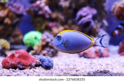 Naso Elegans - Orange-Wirbelsäule, Einhorn-Naso-Tang-Fische im Aquarum-Riff – Stockfoto