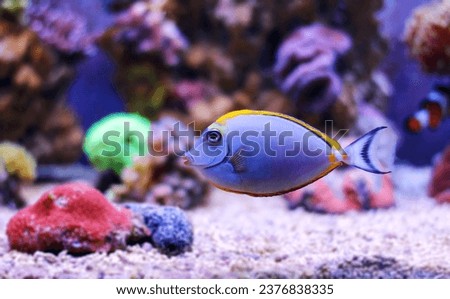 Naso Elegans - Orange-spine unicorn naso tang fish in reef aquarum tank